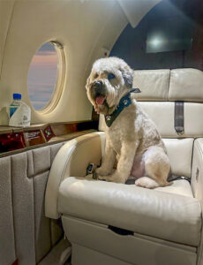 Dog relaxing in the cabin during a private jet flight with Jet Linx