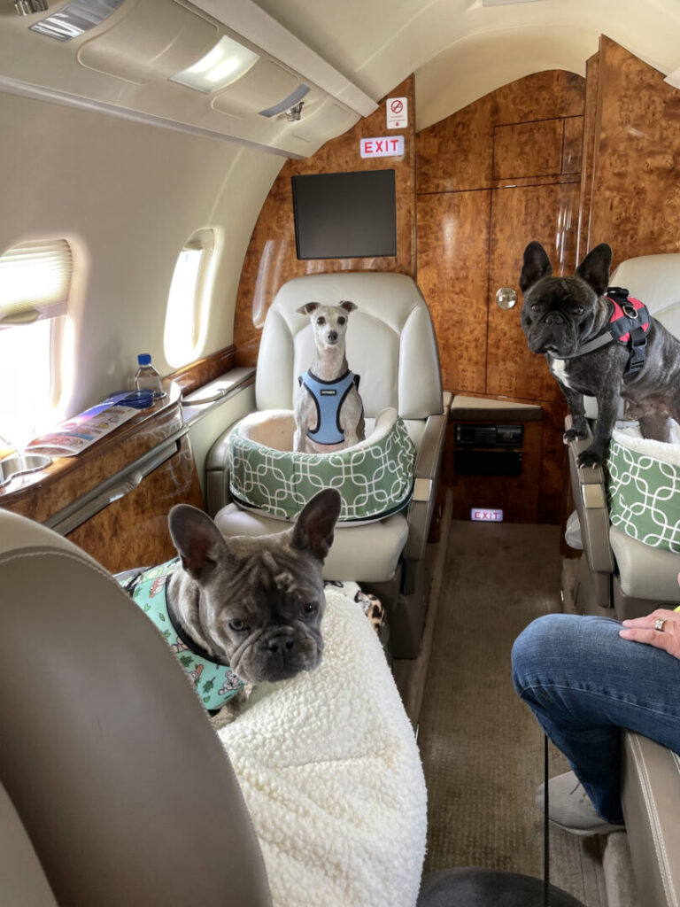 Pets lounging in the cabin during a Jet Linx private jet flight