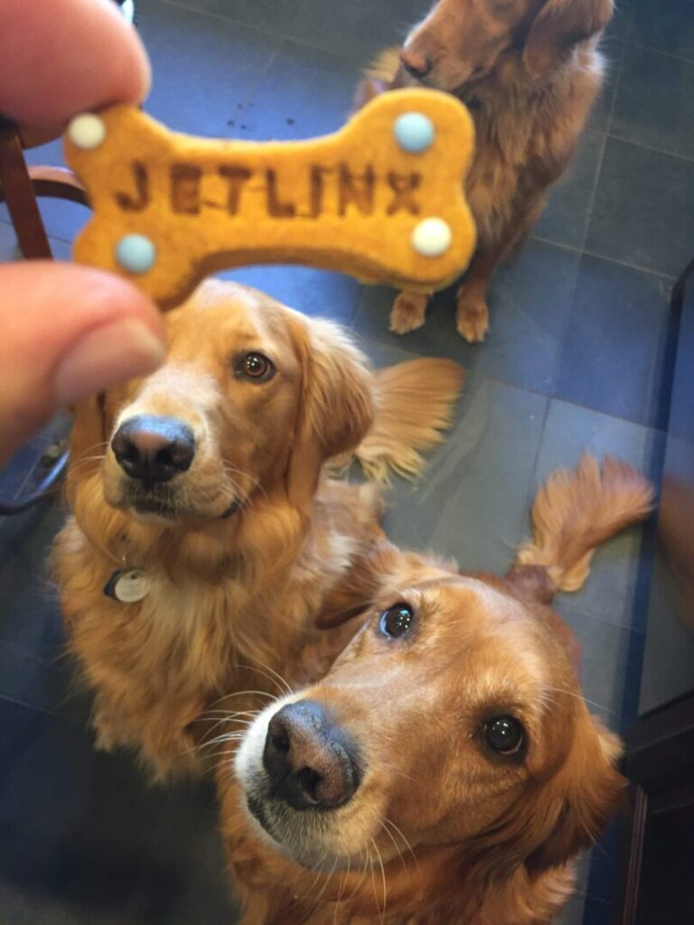 Pet travel amenities including water, treats, and a blanket prepared for a private flight